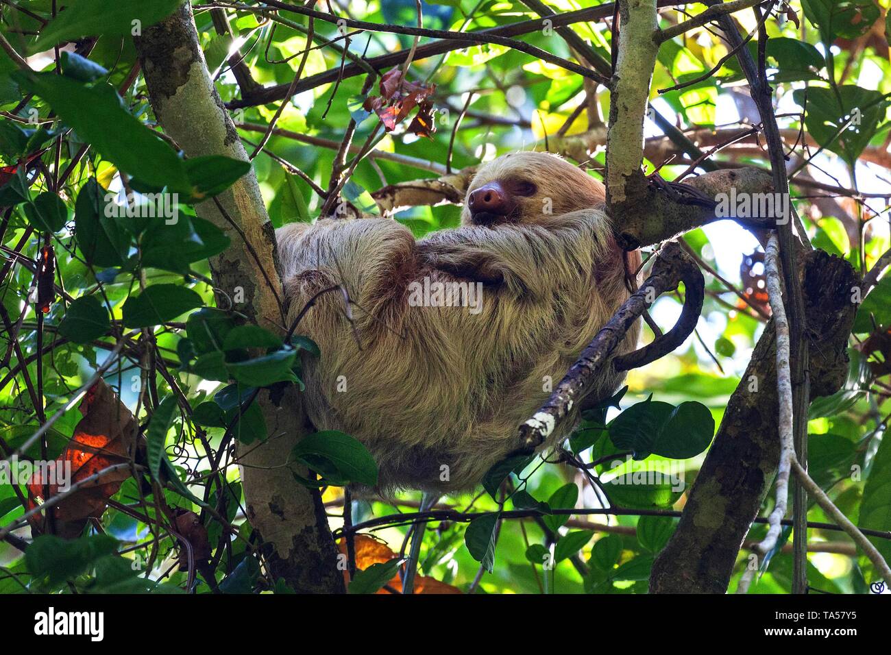 Due-toed bradipi (Choloepus) dorme nella struttura ad albero, Manuel Antonio National Park, Parque Nacional Manuel Antonio, Provincia Puntarenas, Costa Rica Foto Stock