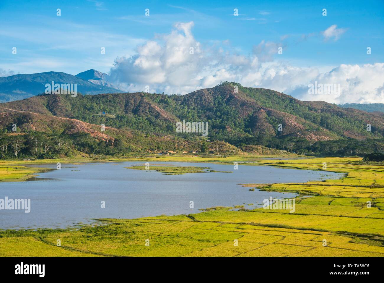 La coltivazione del riso, si affacciano sul altopiano di Suai, Timor orientale Foto Stock