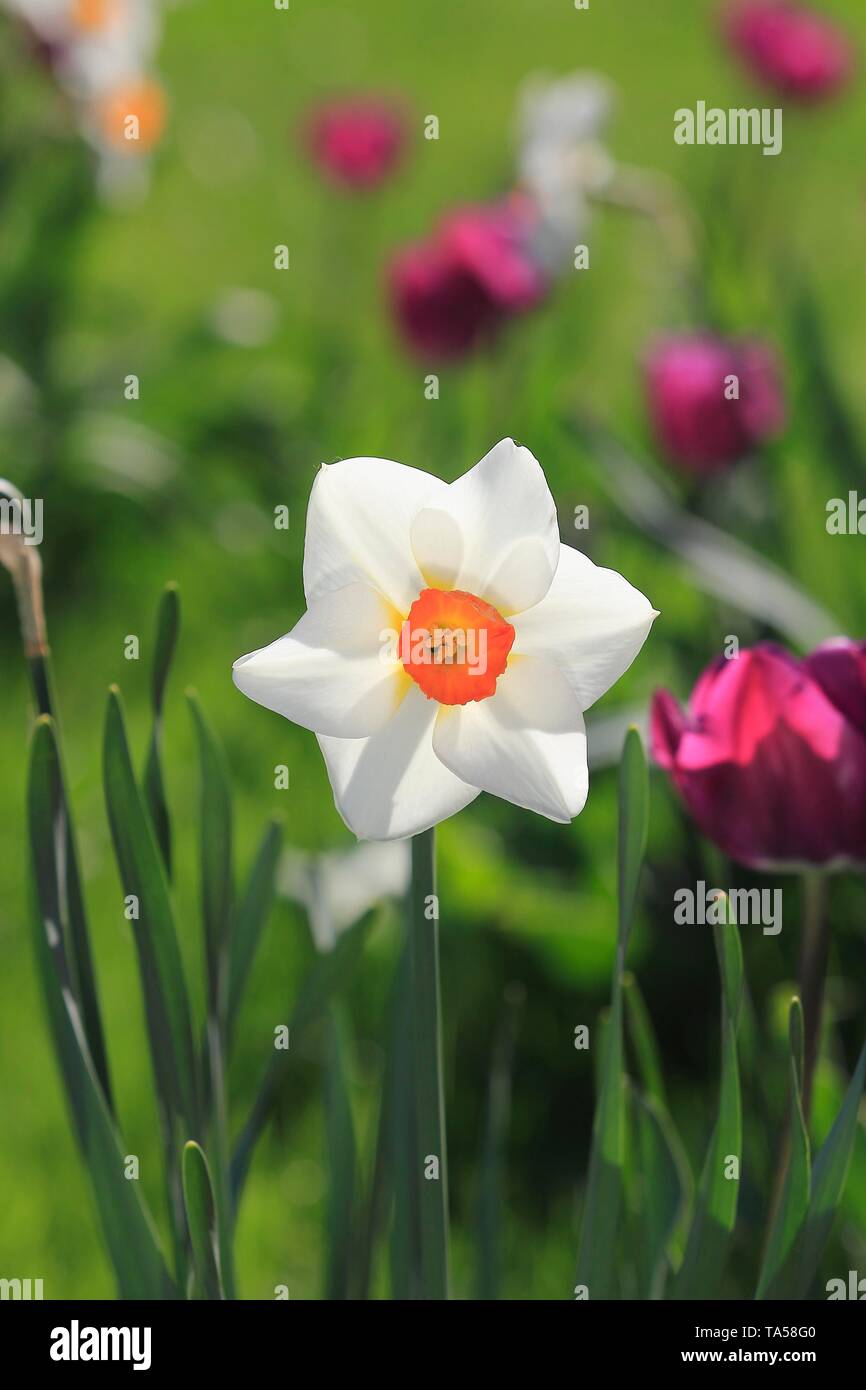 White Daffodil (Narcissus) tra i fili rosa tulipani (Tulipa), Germania Foto Stock