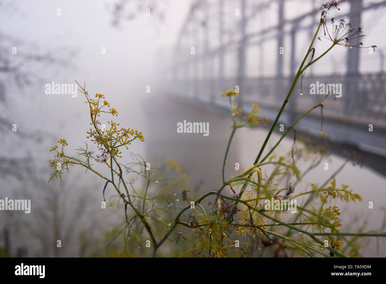 Un millefiori pianta infestante con gocce di rugiada su una mattinata nebbiosa vicino al Memorial ponte sopra il fiume russo a Healdsburg, California. Foto Stock