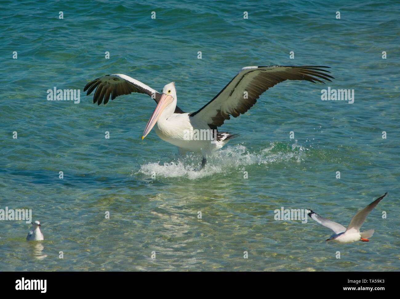 Australian pelican è lo sbarco in acqua. Foto Stock