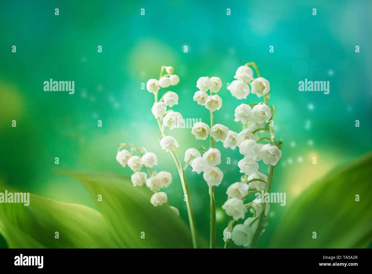 Bella mughetti freschi la mattina di primavera sulla natura. Fiori su soft sfondo verde, macro. Modello a molla, elegante artistico straordinario Foto Stock