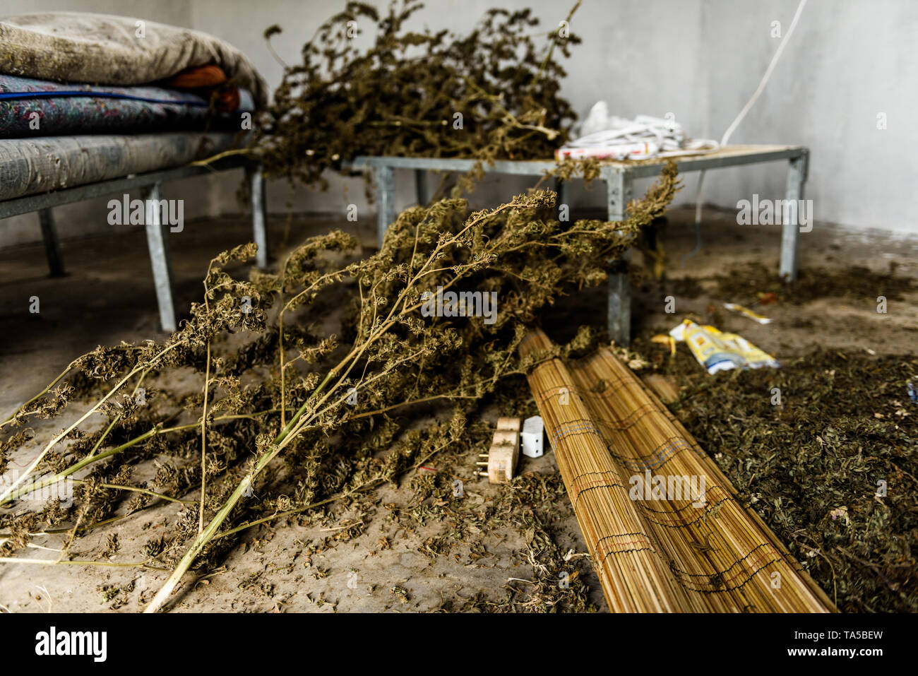 Il pavimento di un coltivatore di marijuana la casa subito dopo il raccolto. Il denaro raccolto viene ordinata e essiccato in Pondoland, Capo orientale, Sud Africa Foto Stock