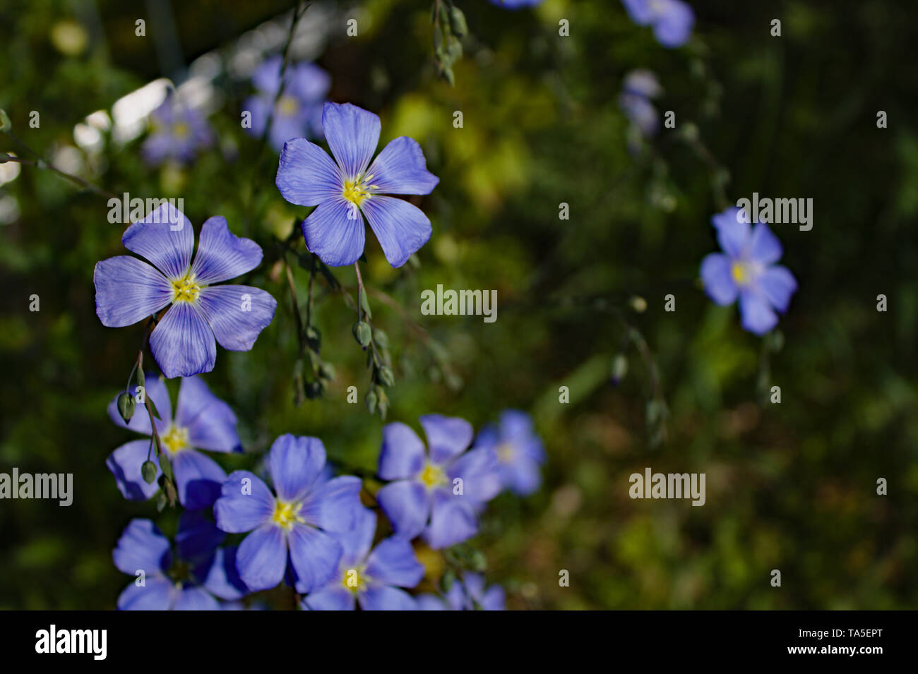 Fiori blu in giardino con sfondo sfocato Foto Stock