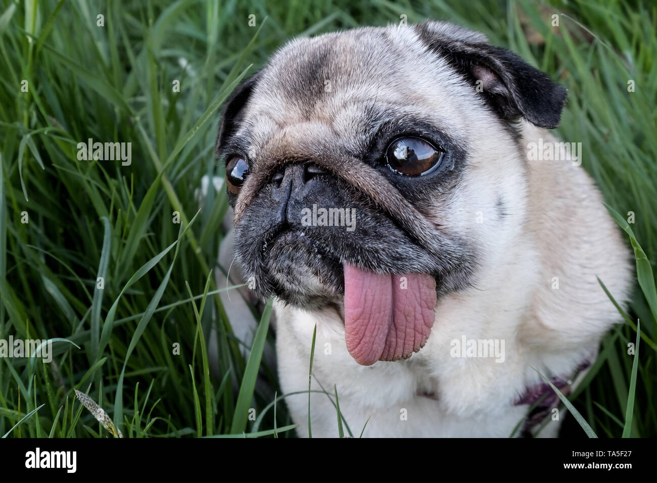 Un cane può essere il tuo migliore amico Foto Stock
