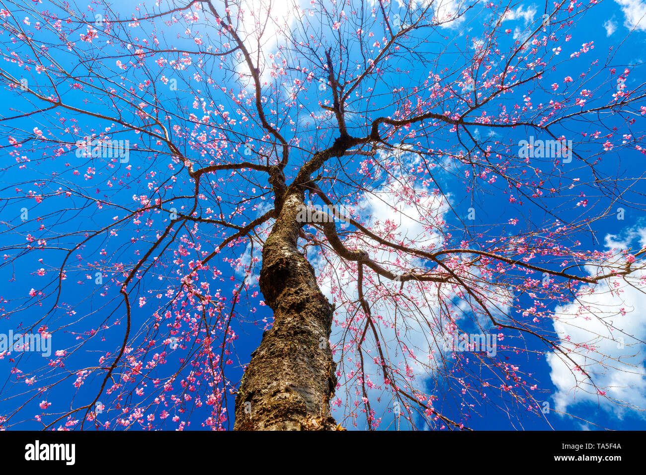 Dynamic vista dal basso di una ciliegia giapponese albero fioritura sotto un profondo cielo blu. Foto Stock