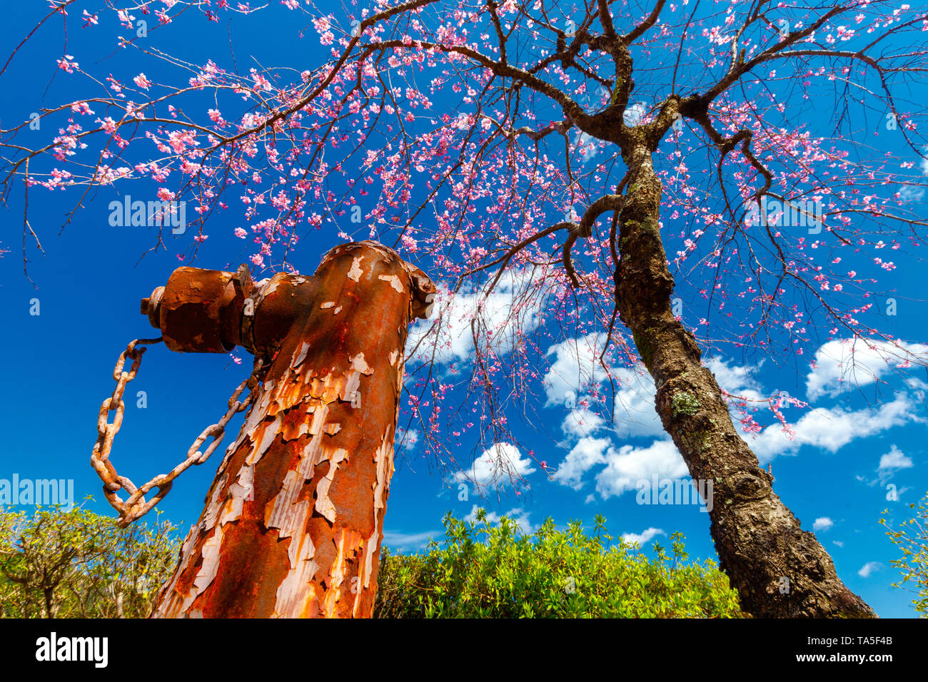 Rusty idrante di fuoco e la fioritura di ciliegio in Giappone Foto Stock