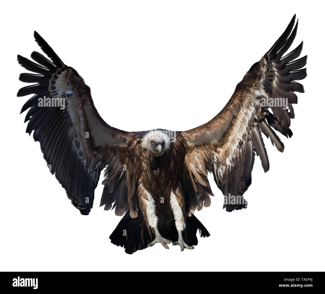 Avvoltoio battenti isolati su sfondo bianco Foto Stock