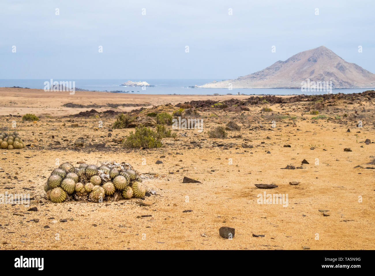 Le sfere di Cactus in Pan de Azucar Parco Nazionale in Cile, il deserto di Atacama, a nord del Cile Foto Stock