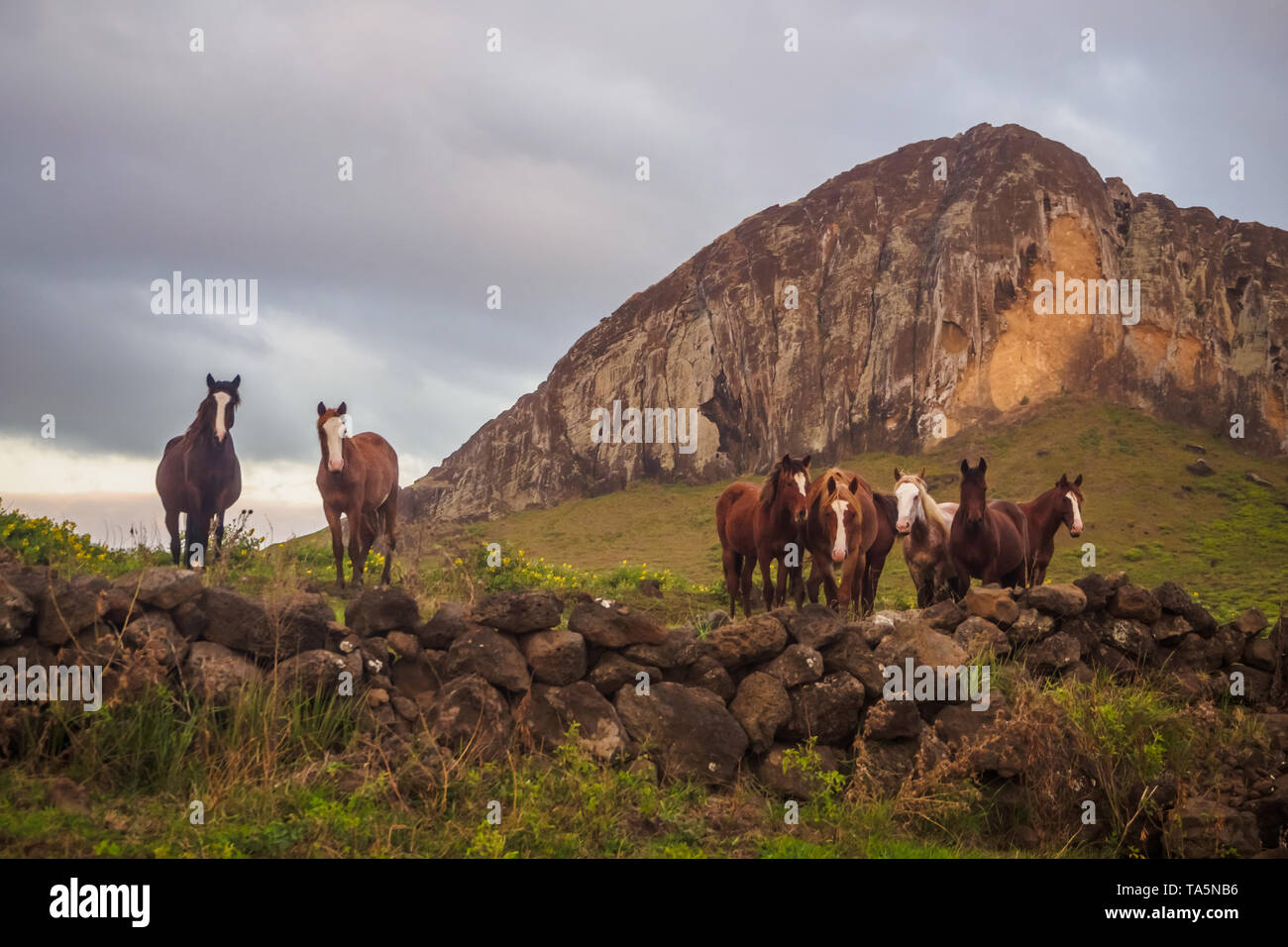 Cavallo di fronte al Ranio Raraku vulcano sull isola di pasqua, Cile Foto Stock