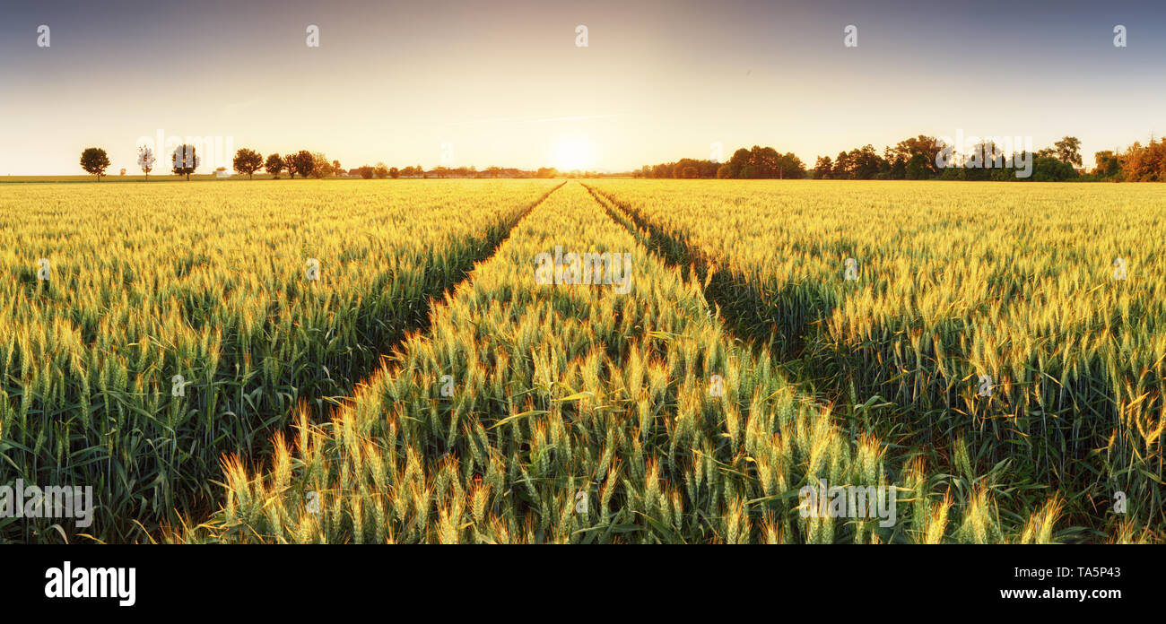 Campo di grano al tramonto, panorama Foto Stock