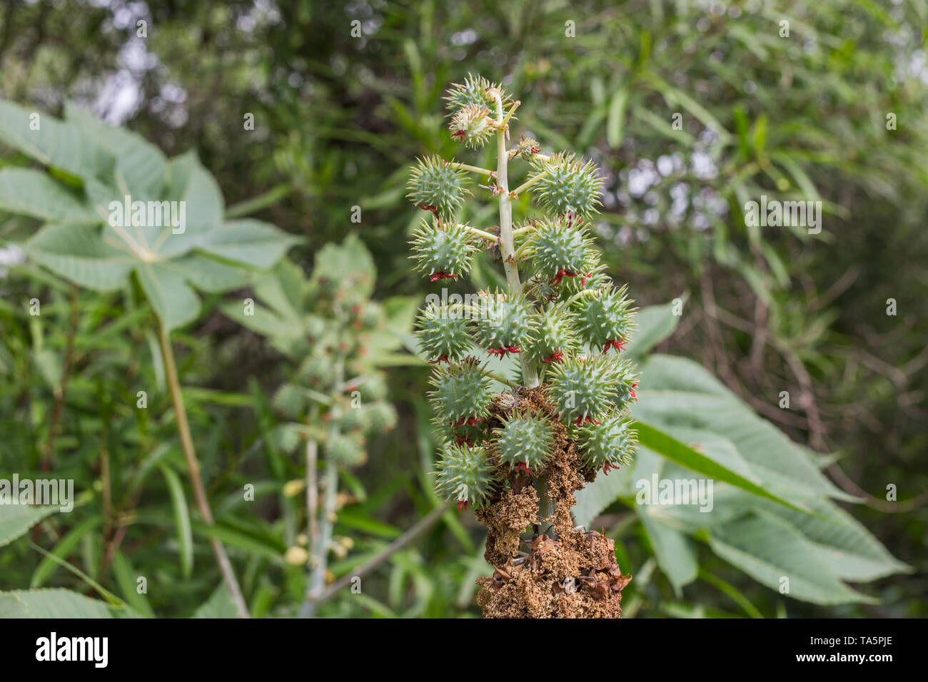 Ricinus communis, comunemente noto come olio di ricino pianta. Medical semi di piante Foto Stock