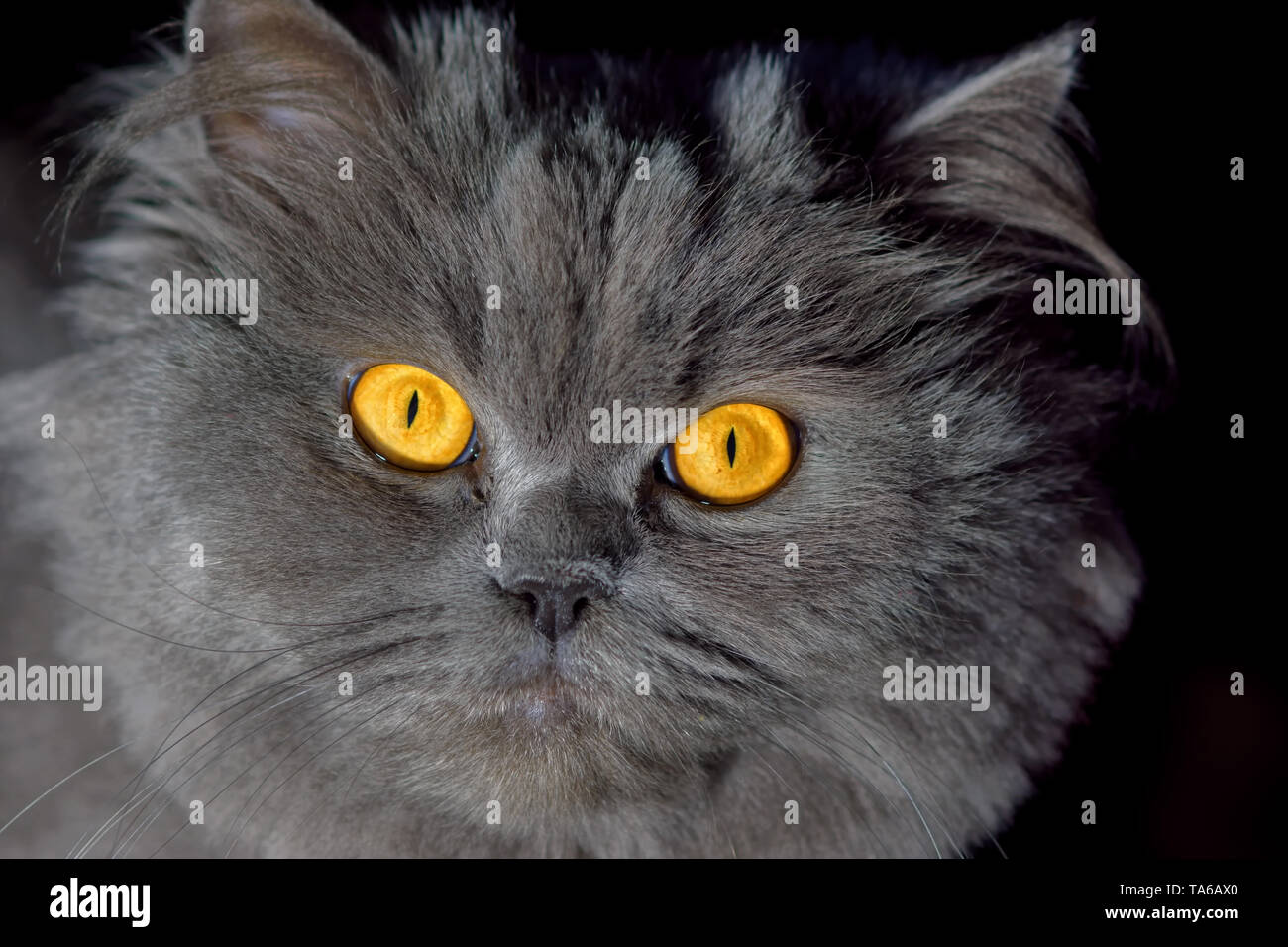 British Longhair Cat Foto Stock