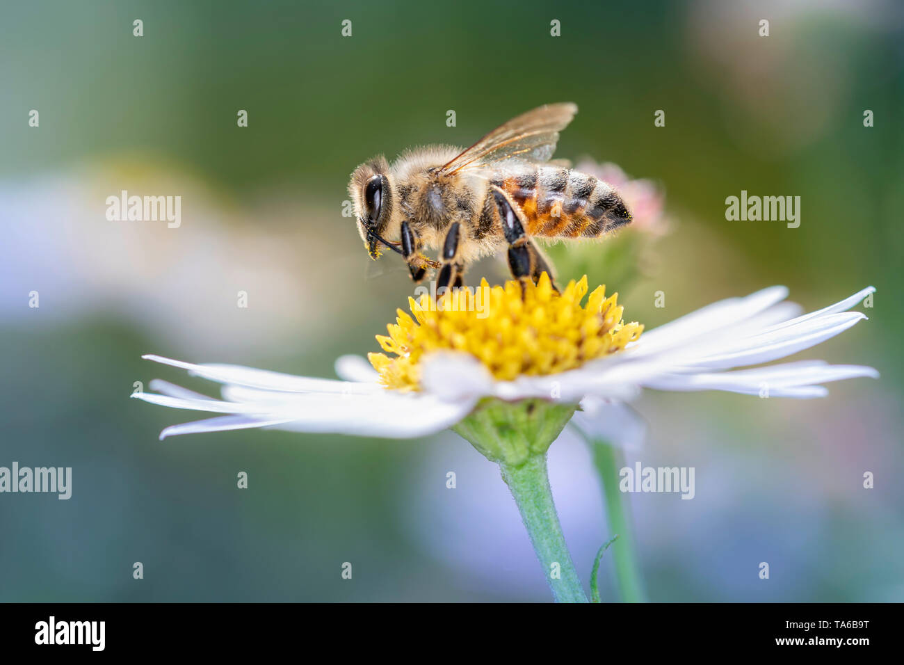 Bee - Apis mellifera - pollinates Margherita occhio di bue - Leucanthemum Foto Stock