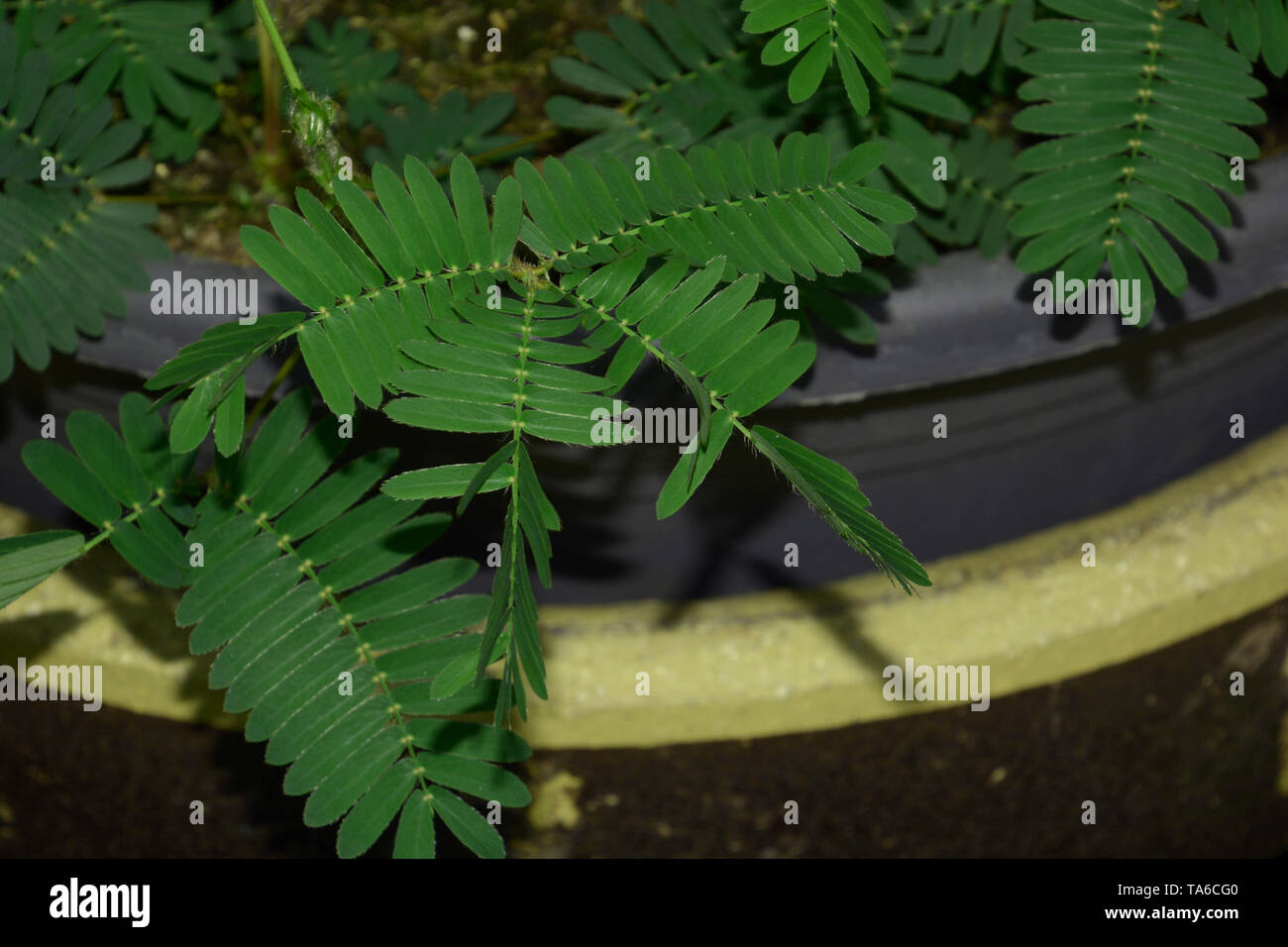 Dopo aver toccato l'individuo lascia passare all'azione o impianto di zombie, sensibile mimosa pudica o impianto assonnato o dormilones o zombie pianta con co Foto Stock