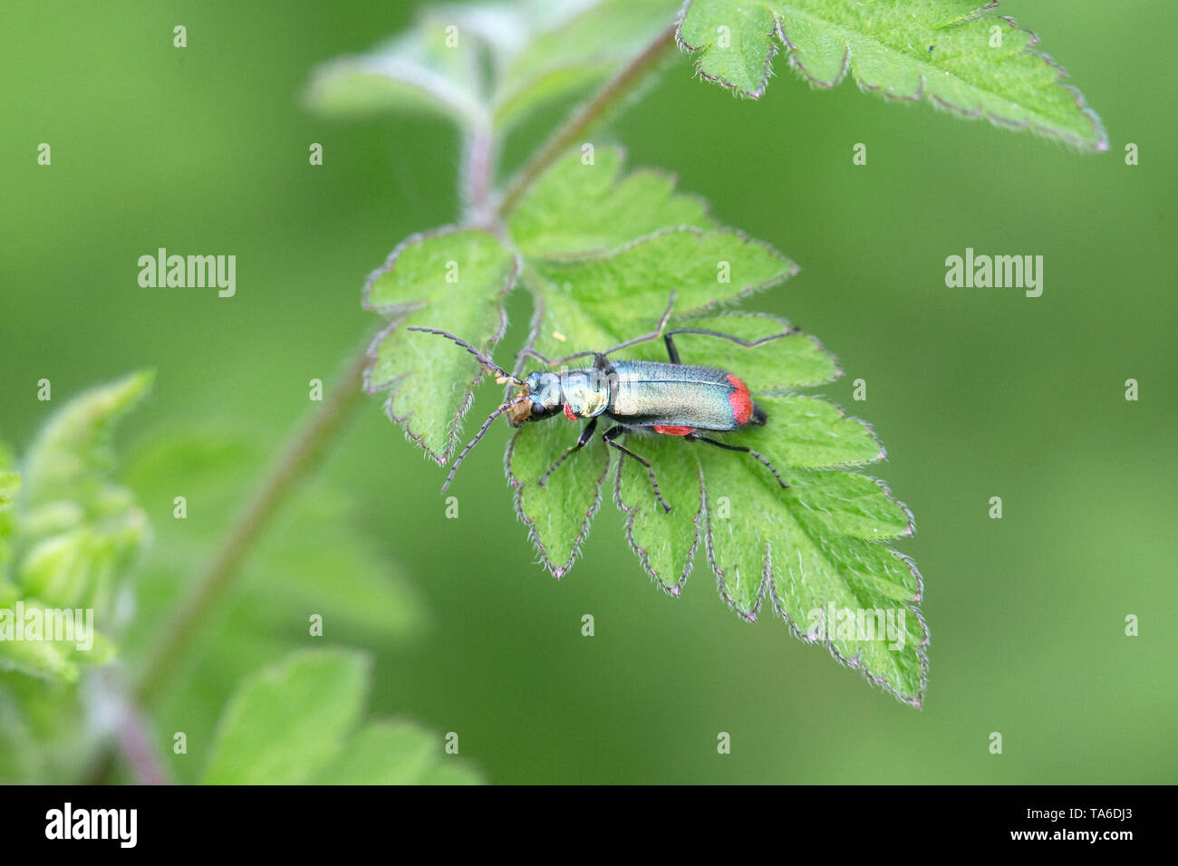 Rosso-fiore con punta di coleotteri (Malachius bipustulatus) Foto Stock