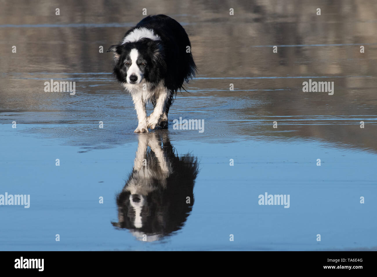 Border Collie con riflessione a piedi sulla spiaggia North Cornwall, Inghilterra Foto Stock