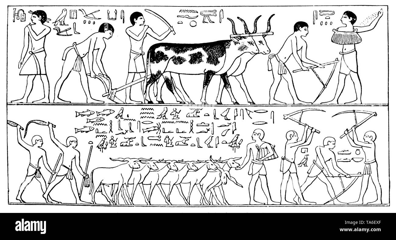 Il lavoro sul campo con lunghi-cornuto bovini nell antico Egitto, , (economia libro, 1915) Foto Stock