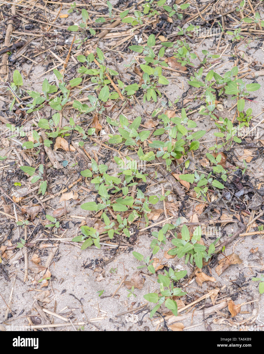 Credeva di essere la lancia-lasciava Orache / Atriplex hastata. Foglie giovani può essere foraged e consumare cotti, rendendo eccellente "verdi". Foto Stock