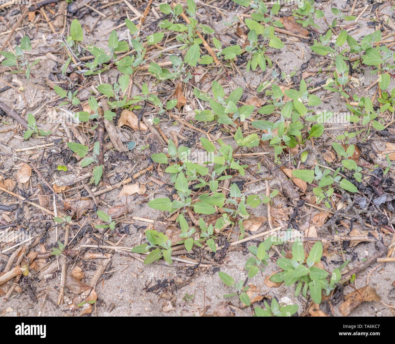 Credeva di essere la lancia-lasciava Orache / Atriplex hastata. Foglie giovani può essere foraged e consumare cotti, rendendo eccellente "verdi". Foto Stock