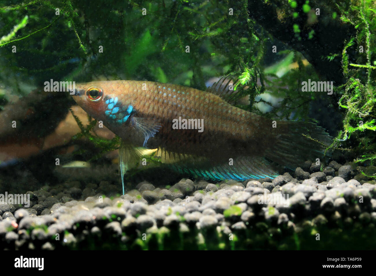 Betta kuehnei Foto Stock