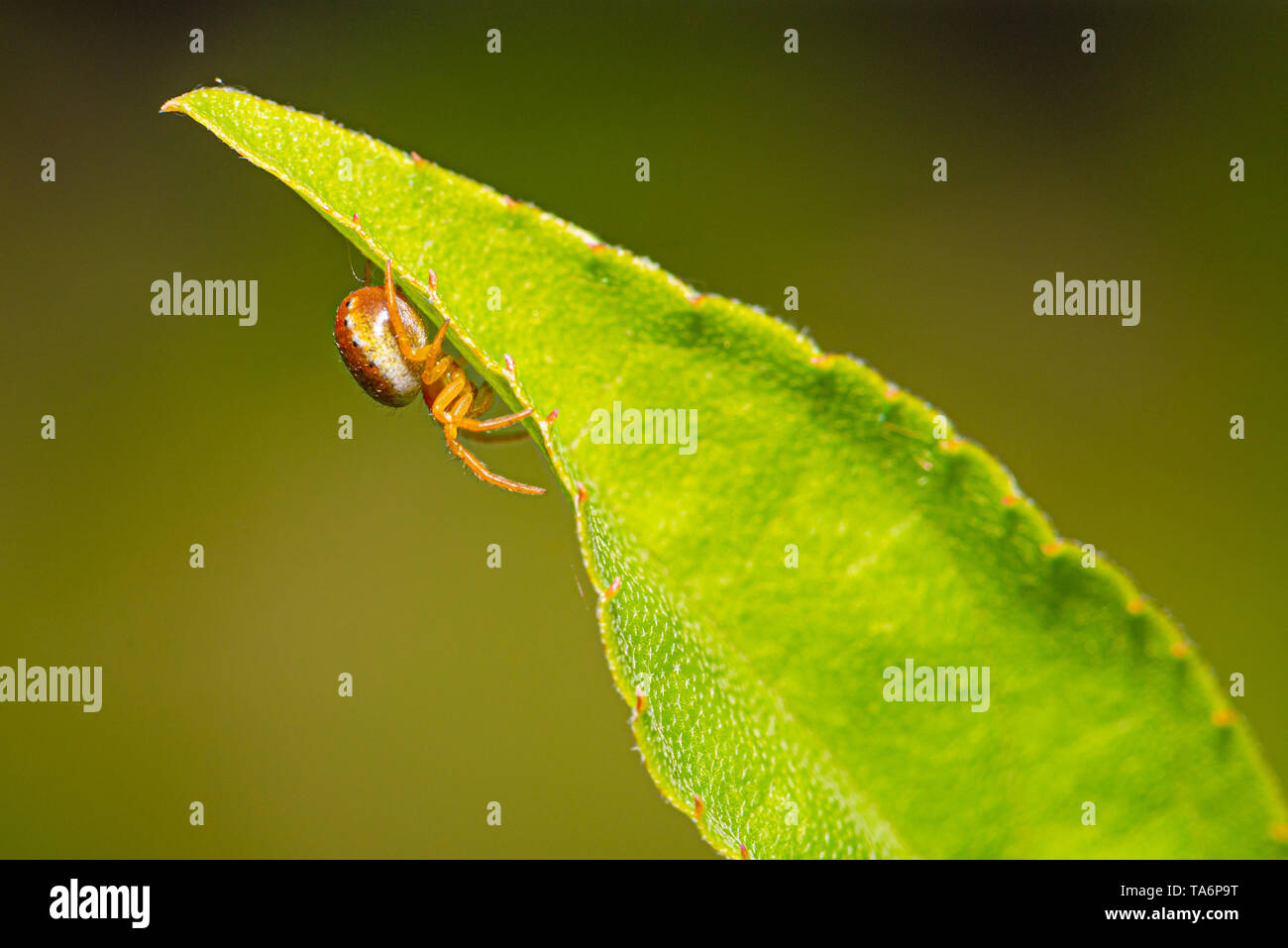 Foto orizzontale di cura piccola spider. Spider ha un bel corpo di colore arancione e le gambe. Insetto è appollaiato sul verde lasciare del piccolo albero. Foto Stock