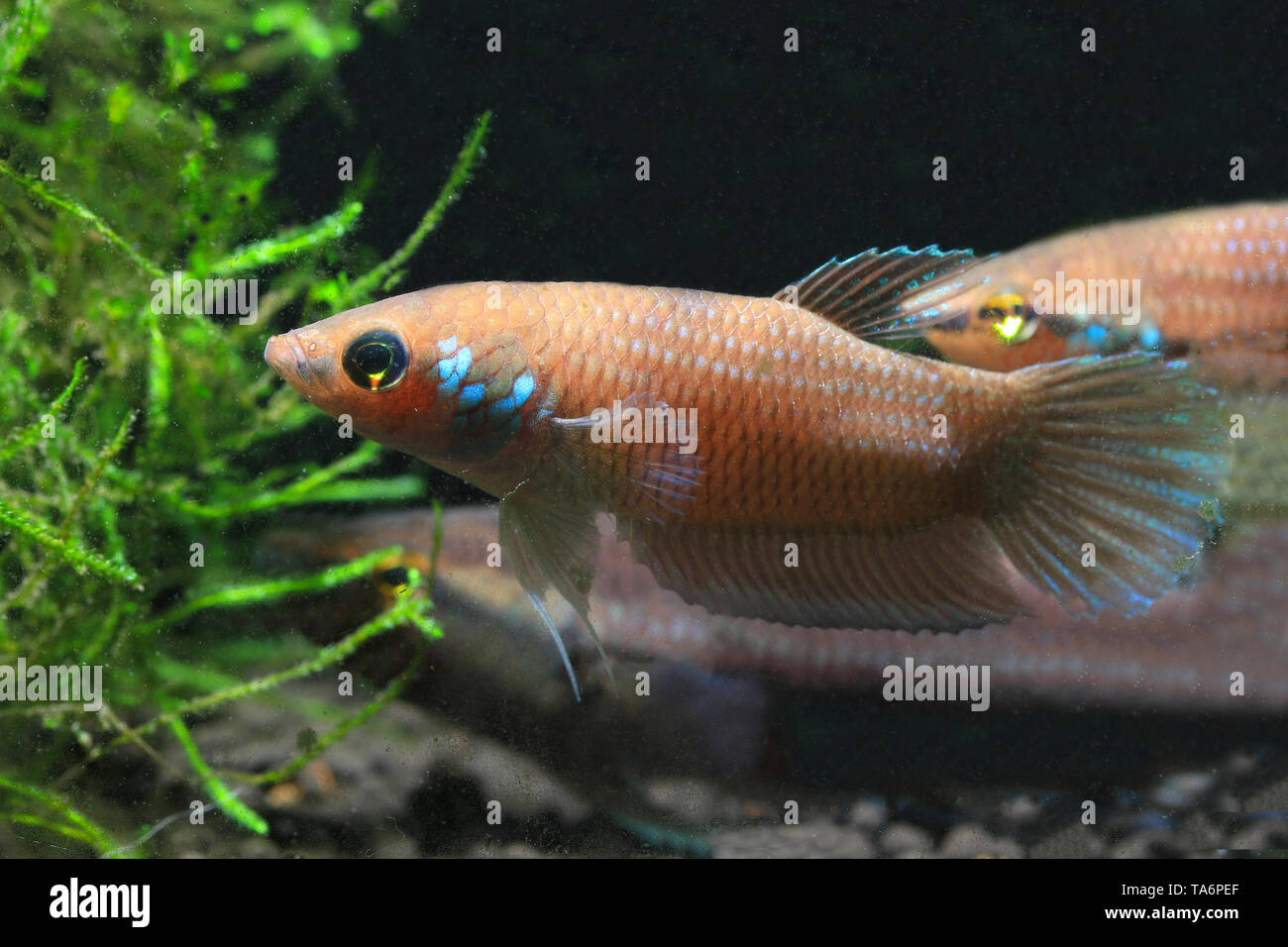 Betta kuehnei Foto Stock