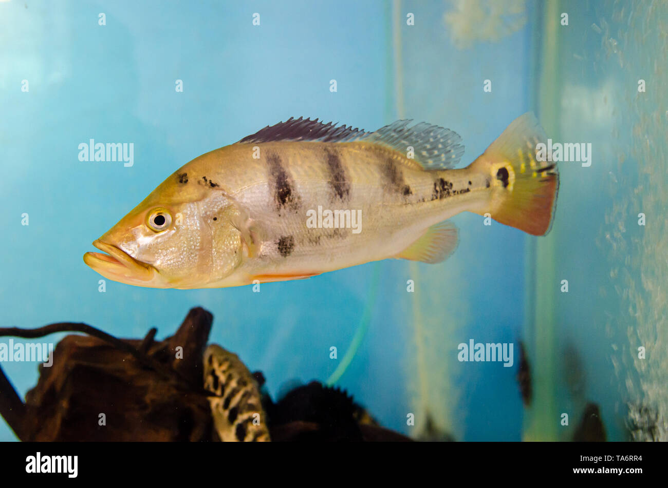 Pesce cichla monoculus in acquario Foto Stock