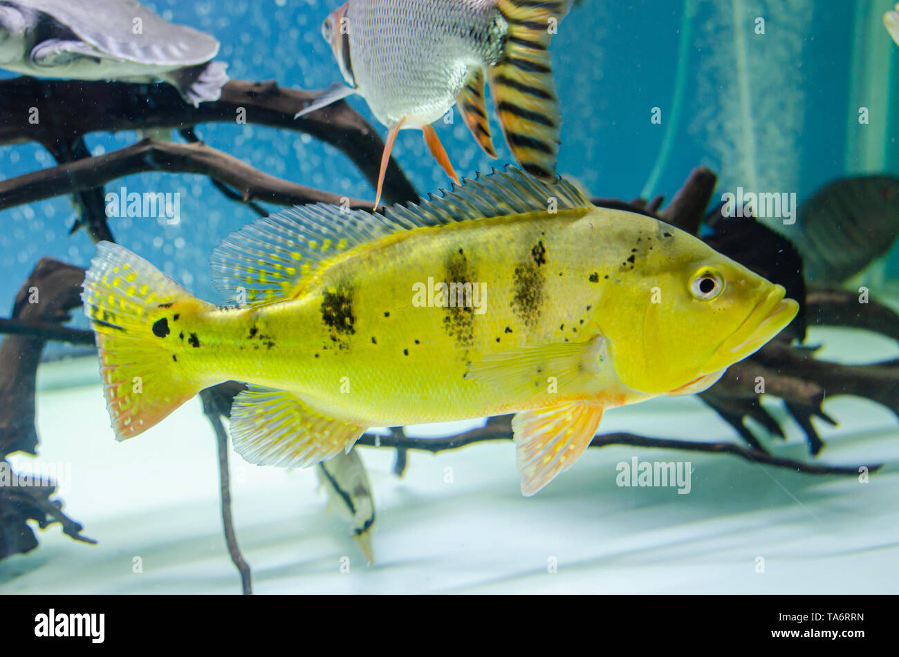 Pesce kelbri cichla in acquario Foto Stock