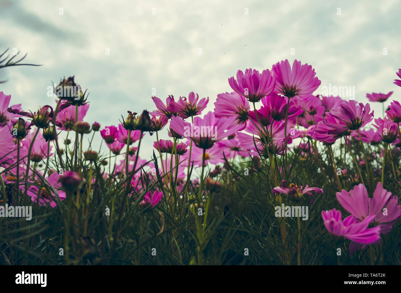 Bella cosmo fiore nel giardino. Tono vintage Foto Stock