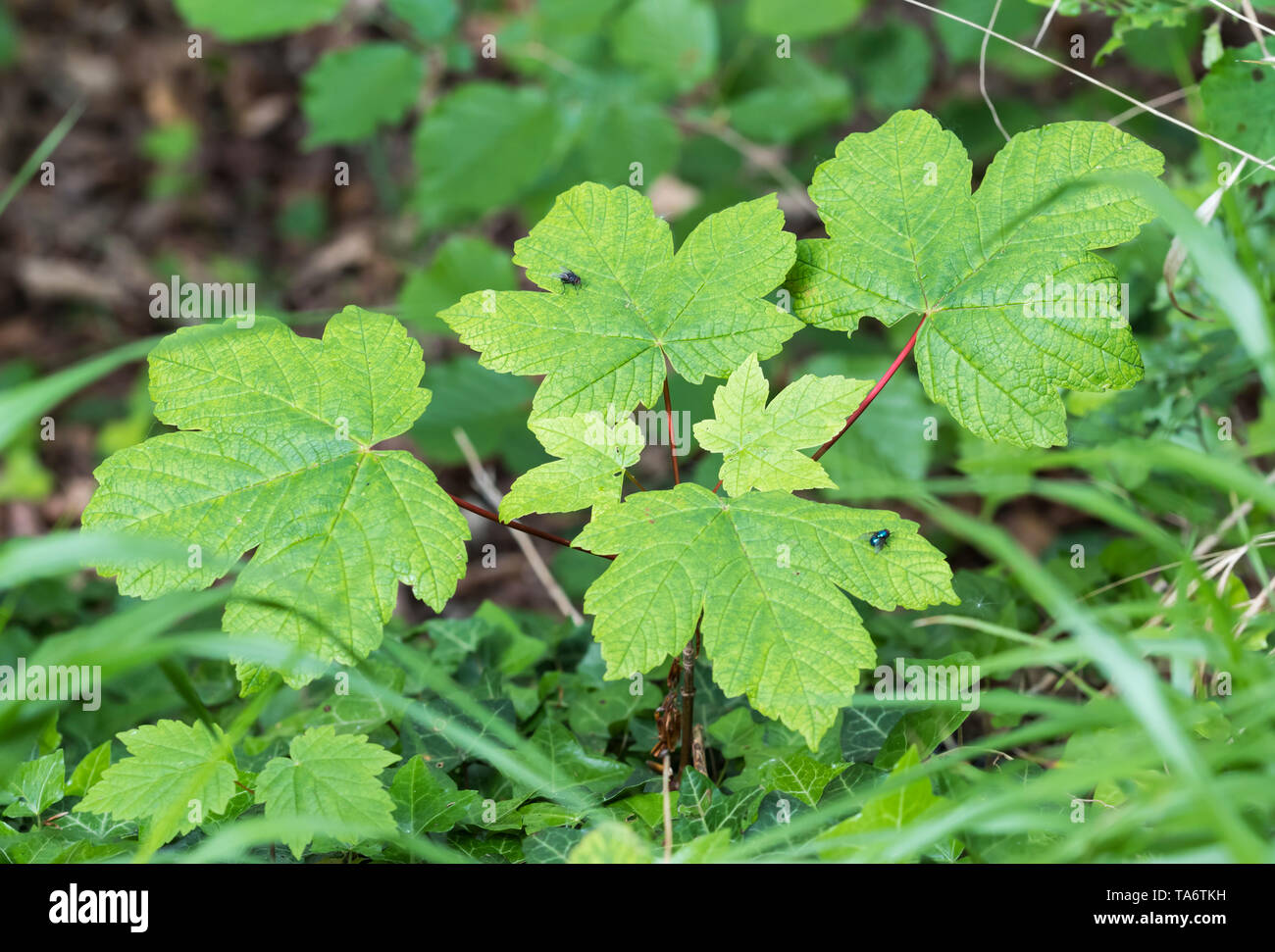 Acer pseudoplatanus (acero di monte o semplicemente Sycamore) foglie sul terreno nel bosco in primavera (maggio) nel West Sussex, in Inghilterra, Regno Unito. Foto Stock