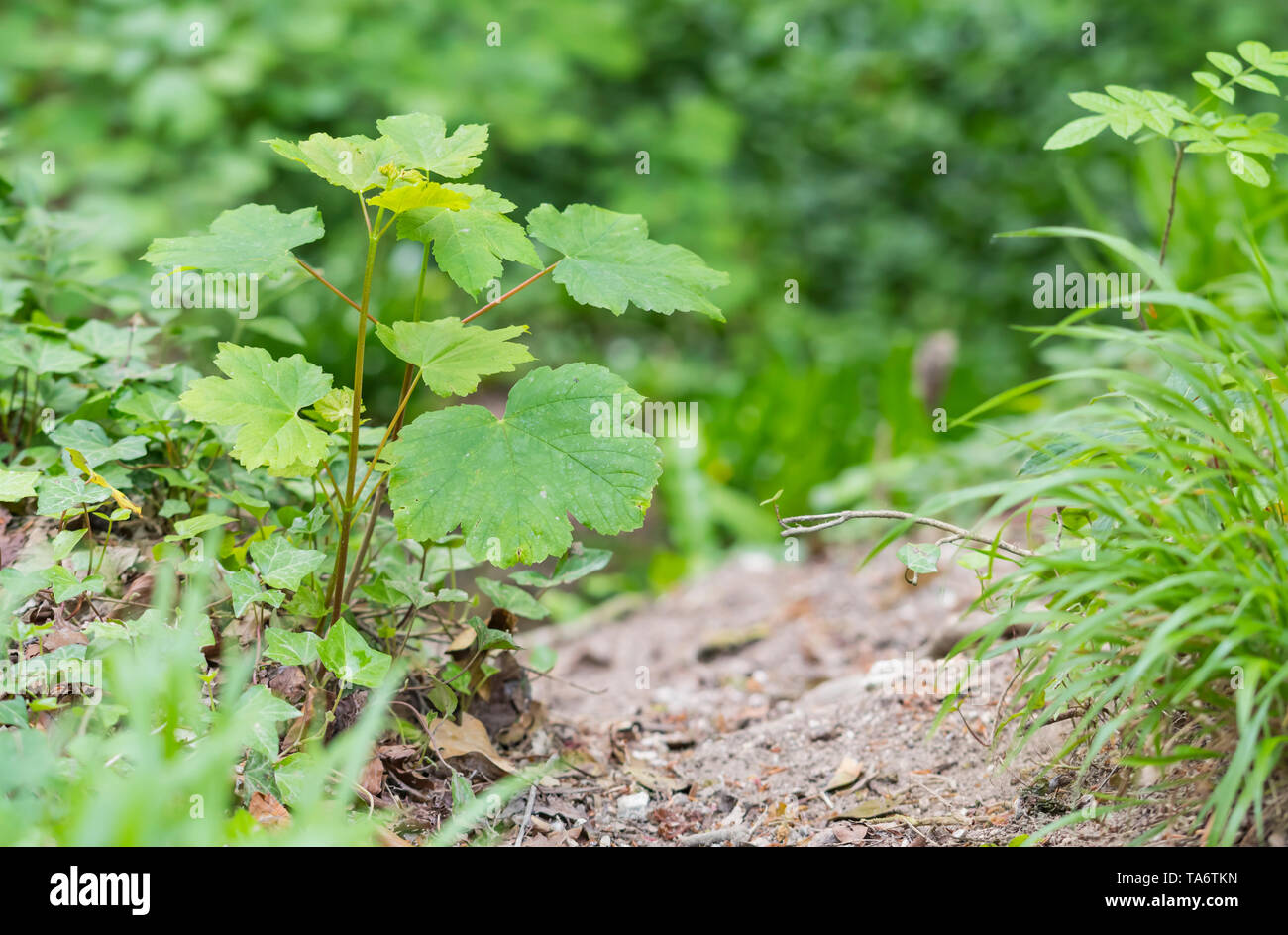 Acer pseudoplatanus (acero di monte o semplicemente Sycamore) lascia a terra accanto a un percorso nel bosco in primavera (maggio) nel West Sussex, in Inghilterra, Regno Unito. Foto Stock