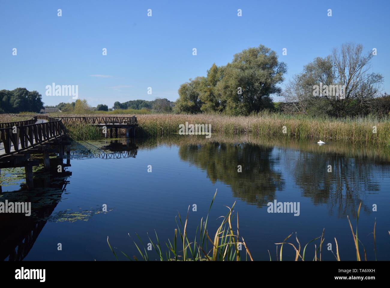Autunno magnifico paesaggio del lago nel parco di natura Kopački rit, Baranja Foto Stock