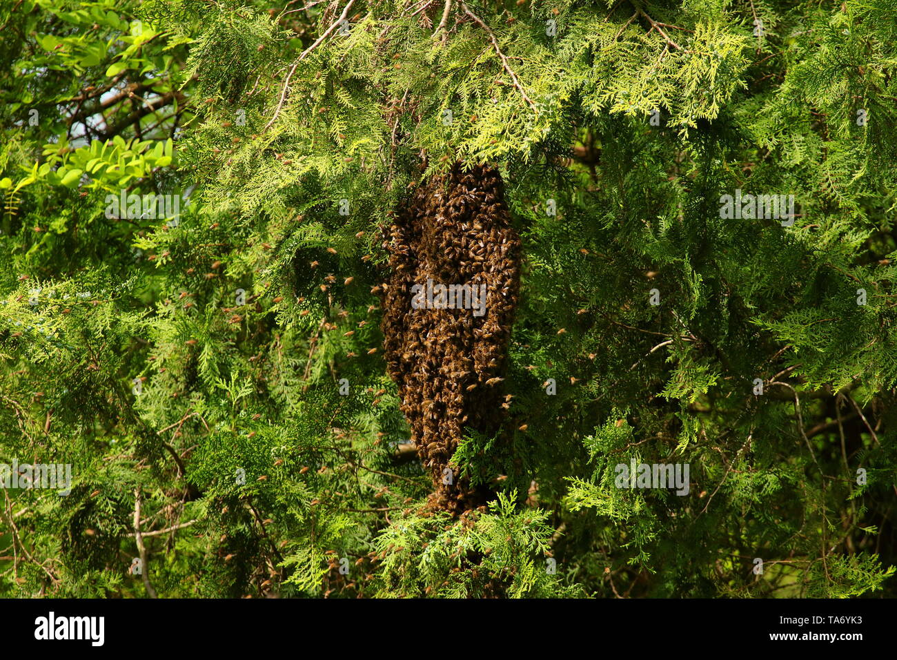 Api mellifere sciamare sul ramo di albero Foto Stock