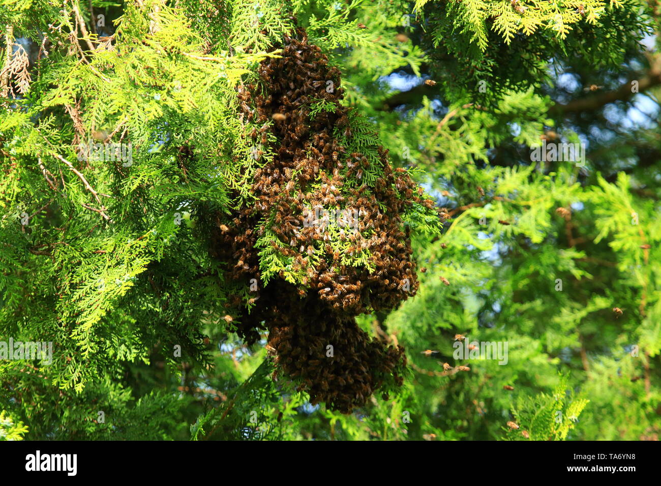Api mellifere sciamare sul ramo di albero Foto Stock