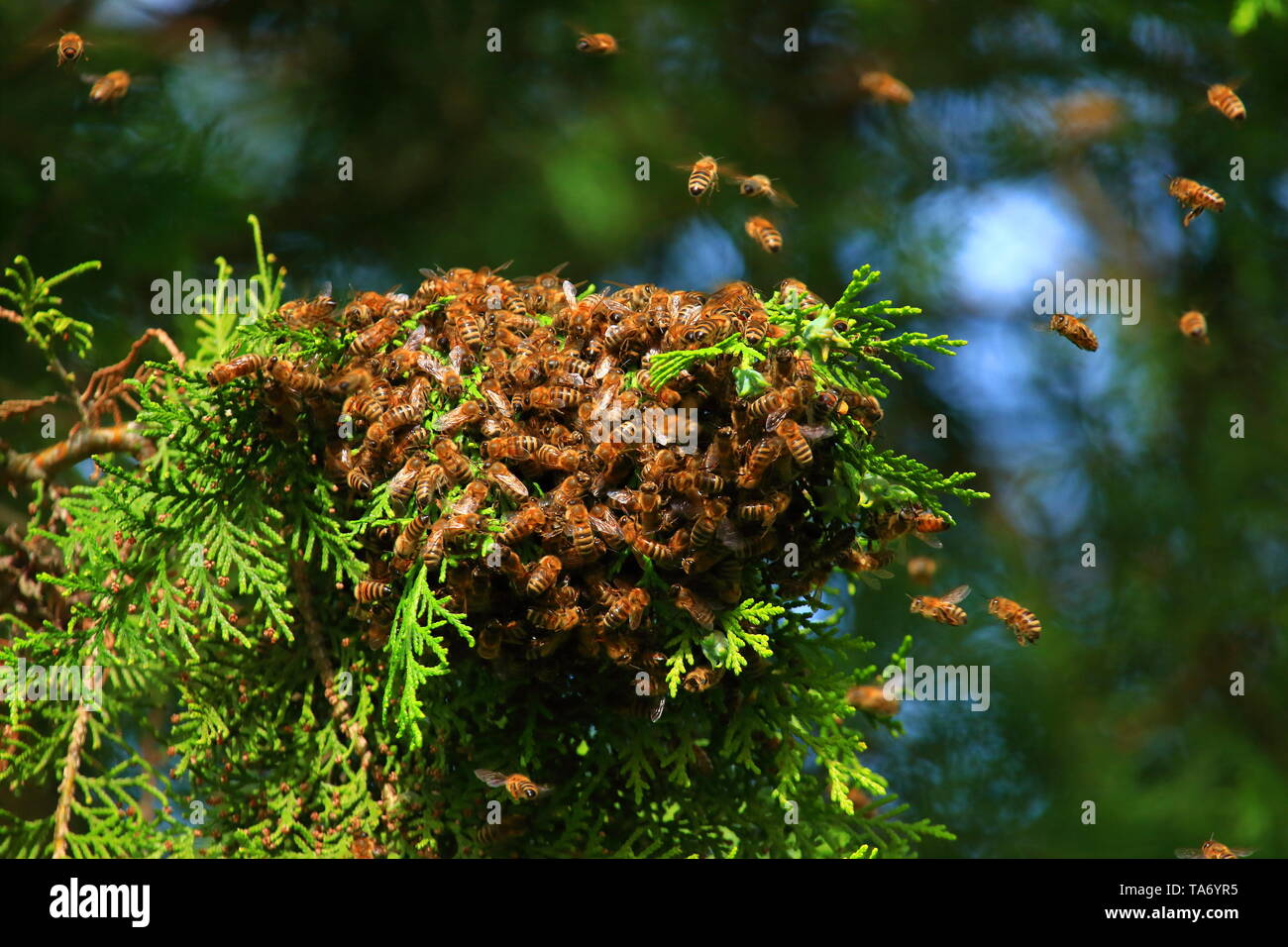 Api mellifere sciamare sul ramo di albero Foto Stock