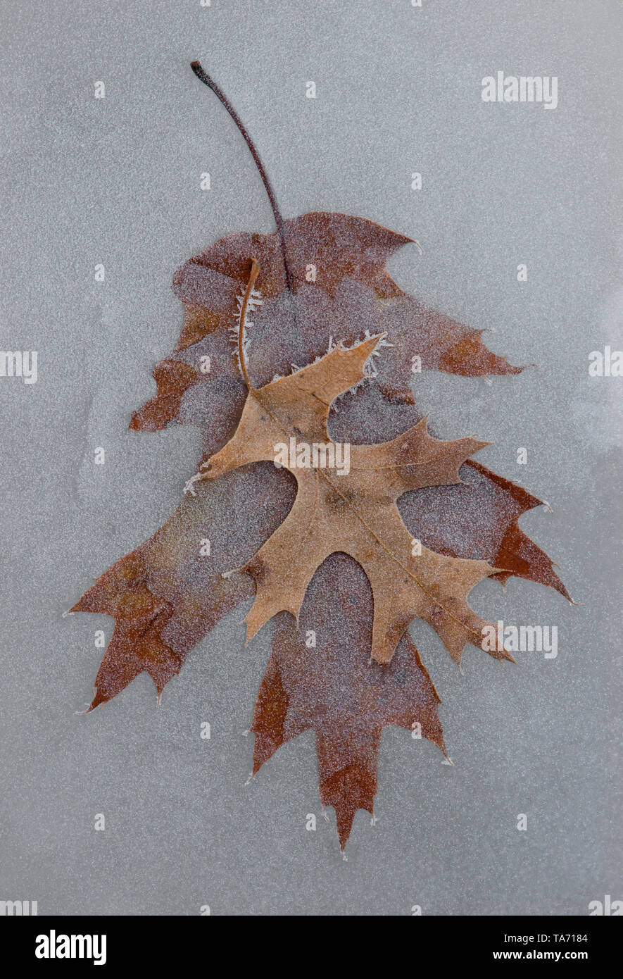 Frost-coperto Rosso di foglie di quercia (Quercus incastrata nel ghiaccio, invernale, da saltare Moody/Dembinsky Foto Assoc Foto Stock