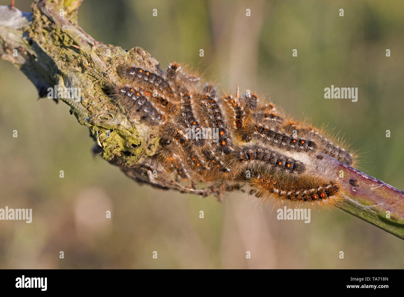 Marrone-tailed Tarma (Euproctis chrysorrhoea) Foto Stock