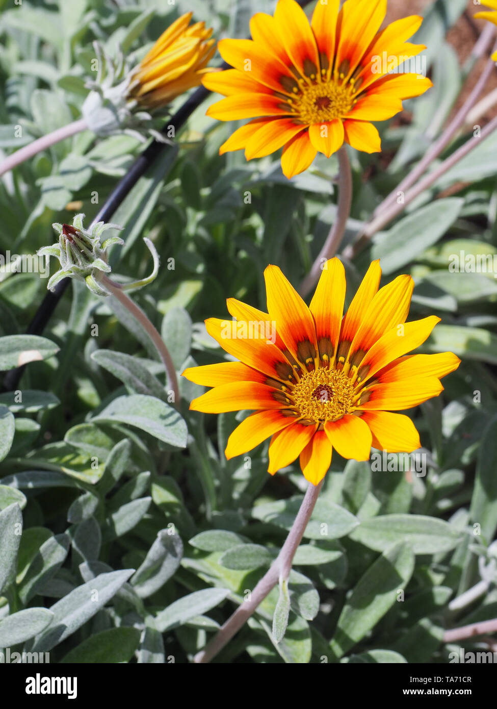 Bel giallo arancione Gazania rigens fiori che sbocciano in background di fogliame color argento. Ammassa gazania o tesoro flower è pianta flowering. Foto Stock