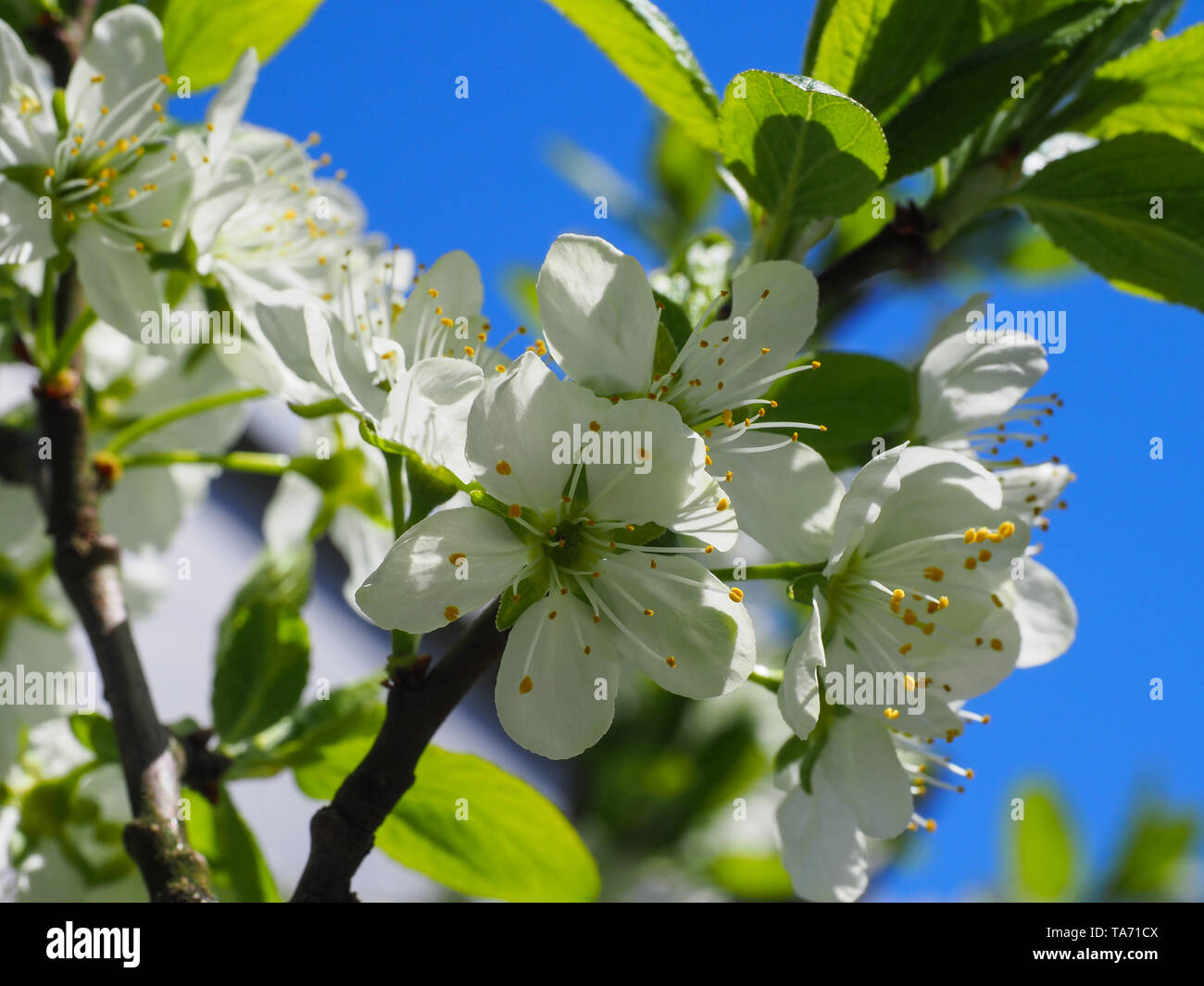 Close up di melo fiori bianchi in foglia verde sfondo, all'inizio della primavera. La natura si risveglia dopo un lungo inverno e la preparazione di un nuovo frutto in crescita. Foto Stock