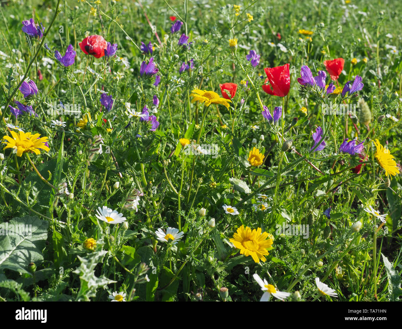 Papavero rosso fiori viola Echium vulgare o viper dell bugloss, Daisy bianca, gialla Anthemis tinctoria o camomilla in fiore nel prato. Campo colorato. Foto Stock