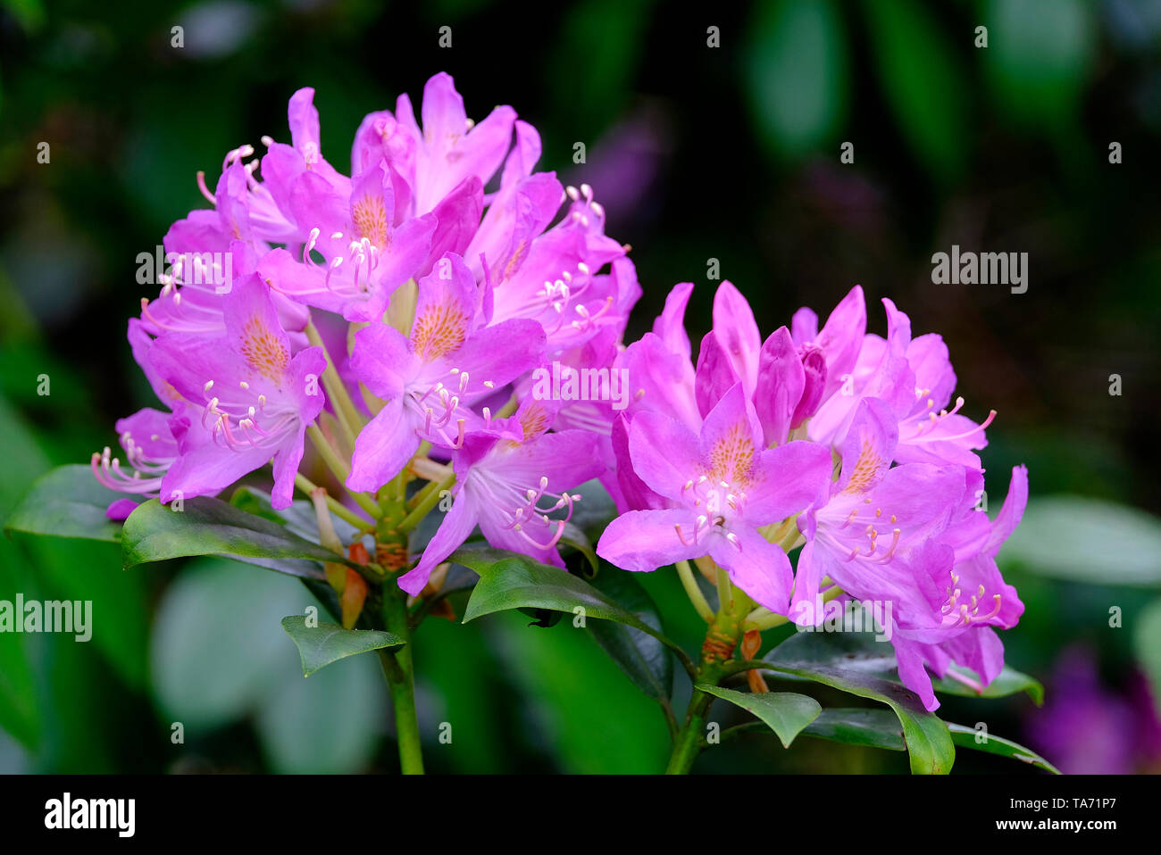 Fioritura di rosa fiori di rododendro Foto Stock