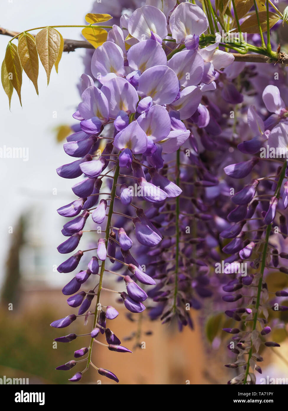 Fioritura viola Wisteria sinensis. Bella struttura prolifica con fiori viola appendere racemo. Cinese blu wisteria È specie della famiglia Fabaceae Foto Stock