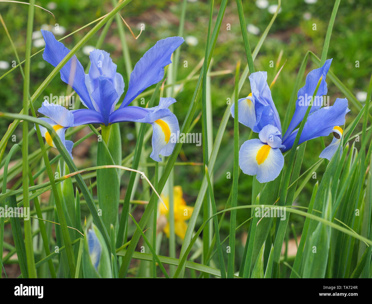 Blue olandese iris, noto anche come Iris x Hollandica, hanno orchidea-come i fiori con petali di seta. Si tratta di una popolare pianta di giardino della famiglia Iridaceae. Foto Stock