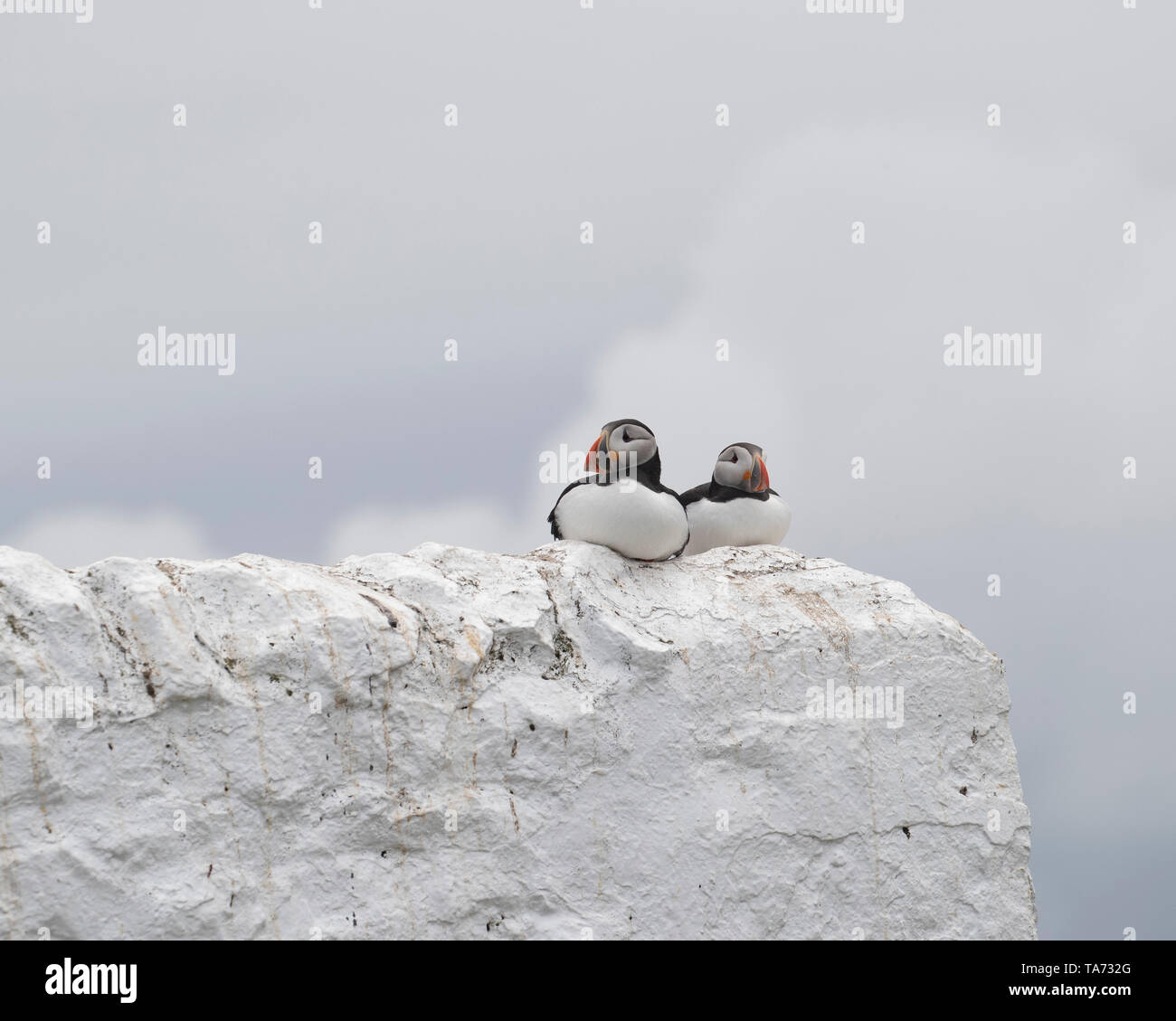 Due i puffini seduti sulla parete dipinta di bianco Foto Stock