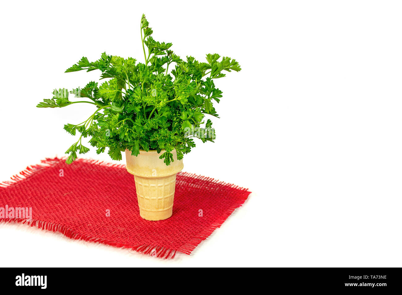 Prezzemolo fresco bouquet in cono gelato su tela rossa placemat isolato su bianco Foto Stock