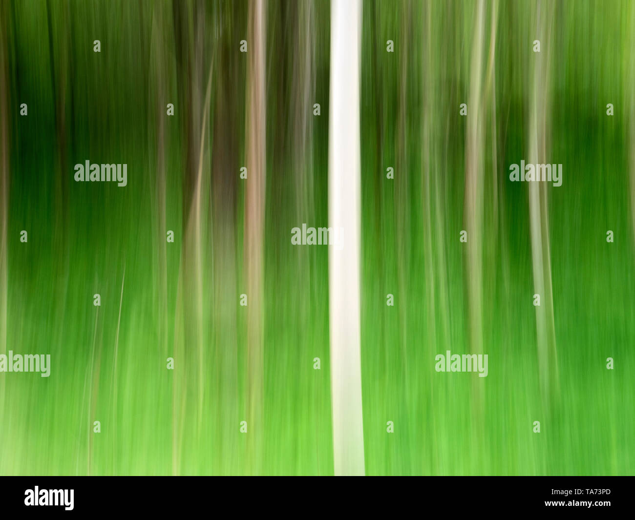 Vista astratta di tronchi di betulla in primavera a 'hotel Astrid legno a Bolton Abbey Yorkshire Dales North Yorkshire, Inghilterra Foto Stock