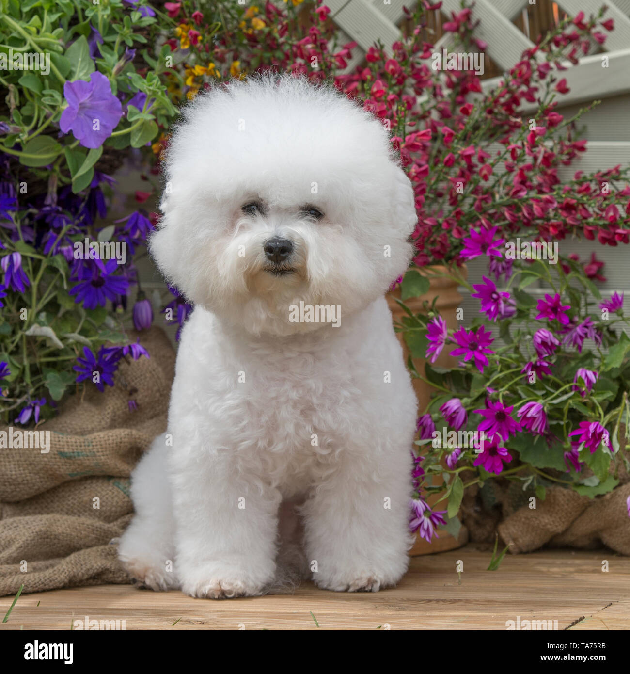 bichon frise Foto Stock