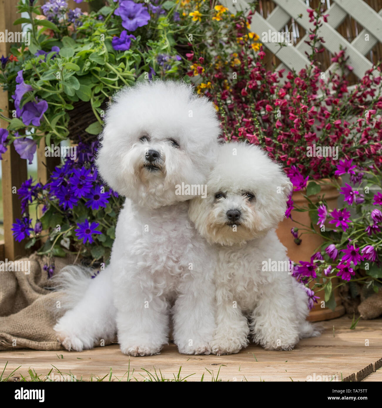 bichon frise Foto Stock