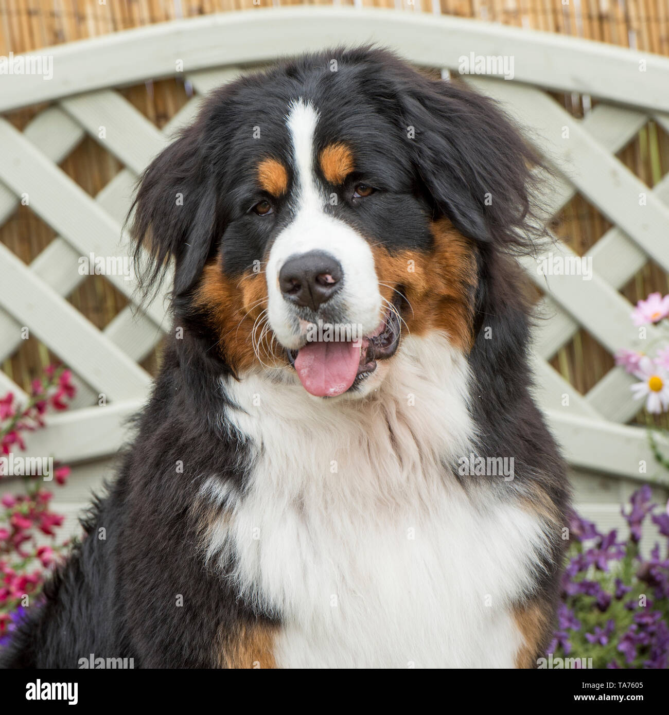 Bovaro del Bernese Foto Stock